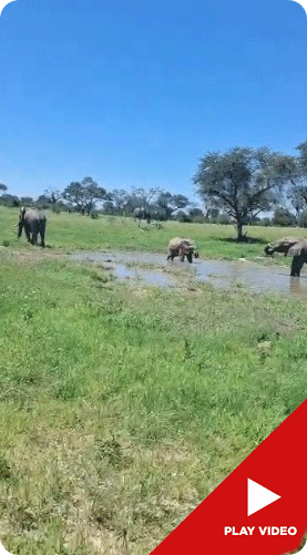Click to View Video
